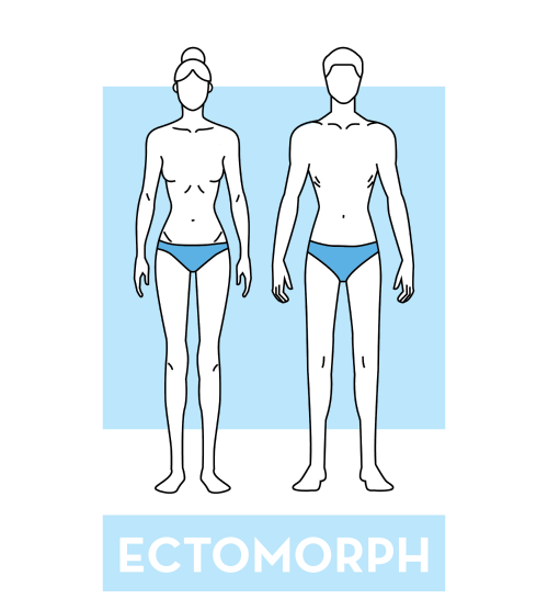 ectomorph